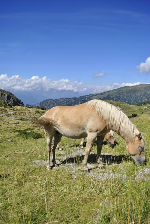 Albergo Legazzuolo Montecampione Artogne Esterno foto